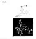 Fig. 04 - ERR modulators and uses thereof