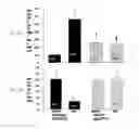 Fig. 25 - Compositions and methods for ameliorating CNS inflammation, psychosis, delirium, PTSD or PTSS