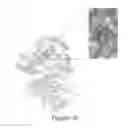 Fig. 09 - Polyamine sulfonamides and uses thereof