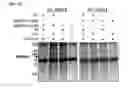 Fig. 03 - Broad spectrum antiviral compounds and uses thereof