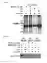 Fig. 04 - Broad spectrum antiviral compounds and uses thereof