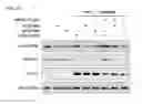 Fig. 05 - Broad spectrum antiviral compounds and uses thereof