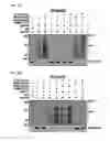 Fig. 07 - Broad spectrum antiviral compounds and uses thereof