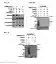 Fig. 08 - Broad spectrum antiviral compounds and uses thereof