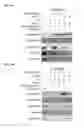 Fig. 09 - Broad spectrum antiviral compounds and uses thereof