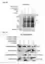 Fig. 13 - Broad spectrum antiviral compounds and uses thereof