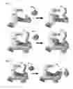 Fig. 14 - Broad spectrum antiviral compounds and uses thereof