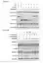 Fig. 23 - Broad spectrum antiviral compounds and uses thereof