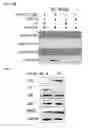 Fig. 28 - Broad spectrum antiviral compounds and uses thereof