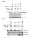 Fig. 30 - Broad spectrum antiviral compounds and uses thereof
