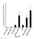 Fig. 07 - Nicotinic acetylcholine receptor silent agonists