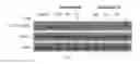 Fig. 24 - CORTISTATIN ANALOGS AND USES THEREOF