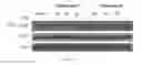 Fig. 25 - CORTISTATIN ANALOGS AND USES THEREOF