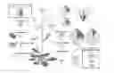 Fig. 01 - UV-B ABSORBING COMPOUNDS ISOLATED FROM PLANTS