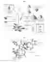 Fig. 02 - UV-B ABSORBING COMPOUNDS ISOLATED FROM PLANTS