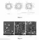 Fig. 02 - Type polypeptide targeting tumours