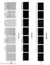 Fig. 14 - Type polypeptide targeting tumours