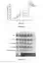 Fig. 18 - Type polypeptide targeting tumours