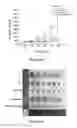 Fig. 22 - Type polypeptide targeting tumours