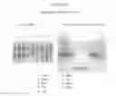 Fig. 41 - Modified FGF-21 polypeptides comprising non-naturally encoding amino acids and their uses