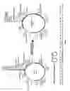 Fig. 04 - Interferon analogs