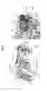 Fig. 27 - Neutralizing antibodies to gp120 and their use