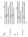 Fig. 04 - Nucleic acids encoding chimeric and humanized anti-histone antibodies