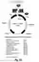 Fig. 06 - GLYCOENGINEERED BINDING PROTEIN COMPOSITIONS