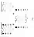 Fig. 03 - Methods and compositions for synthesizing improved silk fibers