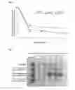 Fig. 02 - RESIN COMPOSITION, SUBSTRATE AND CELL CULTURE PROCESS