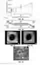 Fig. 07 - DEVICES FOR SIMULATING A FUNCTION OF A TISSUE AND METHODS OF USE AND MANUFACTURING THEREOF