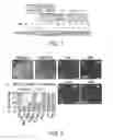 Fig. 02 - METHOD OF NOCICEPTOR DIFFERENTIATION OF HUMAN EMBRYONIC STEM CELLS AND USES THEREOF