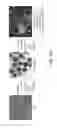 Fig. 23 - Microfluidic model of the blood brain barrier
