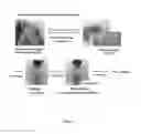 Fig. 02 - COMPOSITION FOR RAPIDLY SEPARATING ADIPOSE TISSUE-DERIVED STROMAL CELLS