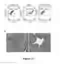 Fig. 20 - ADHESIVE SIGNATURE-BASED METHODS FOR THE ISOLATION OF CANCER-ASSOCIATED CELLS AND CELLS DERIVED THEREFROM