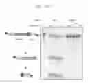Fig. 20 - Cas9 variants and methods of use thereof