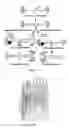 Fig. 08 - Modified AAV constructs and uses thereof