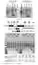 Fig. 09 - Modified AAV constructs and uses thereof