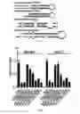 Fig. 15 - Modified AAV constructs and uses thereof