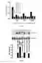Fig. 16 - Modified AAV constructs and uses thereof