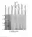 Fig. 34 - Modified AAV constructs and uses thereof