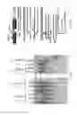 Fig. 58 - Modified AAV constructs and uses thereof