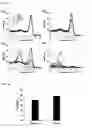 Fig. 07 - Polypeptide specifically binding to Taq DNA polymerase and use thereof