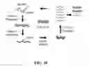 Fig. 11 - CRISPR effector system based diagnostics