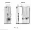 Fig. 81 - CRISPR effector system based diagnostics