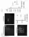 Fig. 04 - IMMUNOMODULATORY RNA