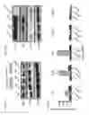 Fig. 43 - IMMUNOMODULATORY RNA