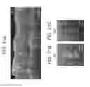 Fig. 47 - METHODS AND APPARATUS FOR SPECKLE-FREE OPTICAL COHERENCE IMAGING