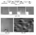 Fig. 02 - Cell-based composite materials with programmed structures and functions