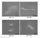 Fig. 06 - Cell-based composite materials with programmed structures and functions